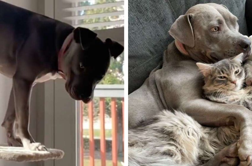  Huge Pit Bull Raised by Cats Thinks She’s a Cat, Too