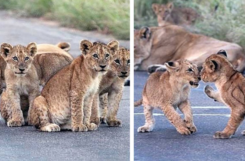  A young couple witnessed little lion cubs playing on the road early in the morning in the Kruger National Park, Africa!