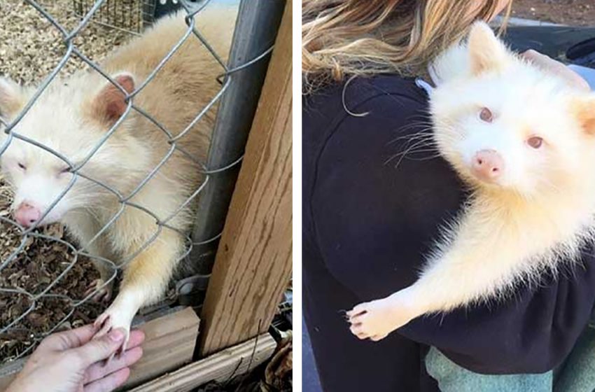  An aggressive albino raccoon has completely changed after being adopted by a caring woman!