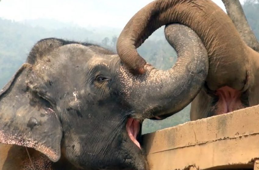  The touching moment blind rescued elephant is brought to the sanctuary and the herd of elephants warmly greets her!