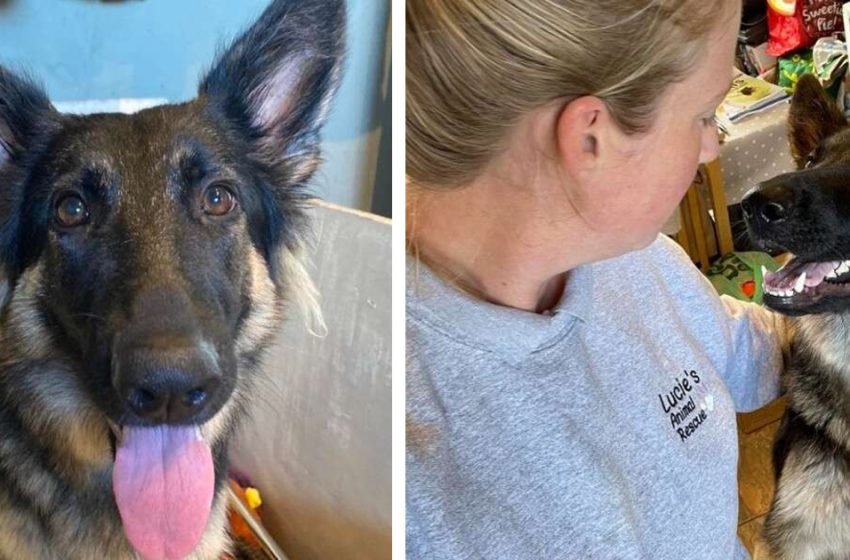  Woman rescued a dog from euthanasia and then found out that the animal was pregnant and was going to give birth from day to day!