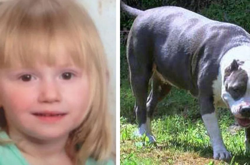  A family pit bull protected the child who’s been missing for 2 days!