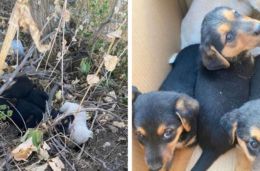  A couple found a box with puppies abandoned in the woods and rescued the babies!