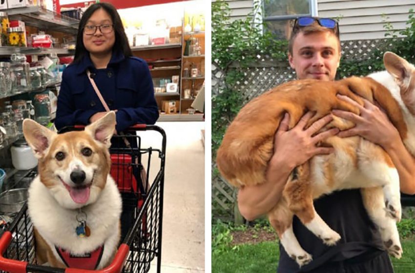  The girl thought she was adopting a small dog but received 25 kg of happiness instead!