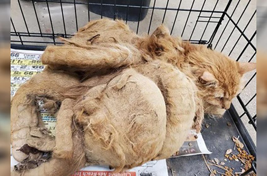  Cat’s transformation into a stunning mini lion after removing over 2 pounds of matted fur