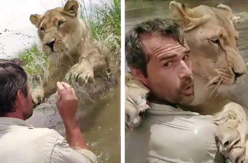  The two lion cubs abandoned by their mother were rescued by a man. Seven years later the animals recognized their rescuer!