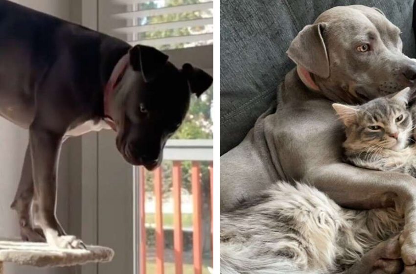  A large pit bull who grew up among cats thinks that he is also a cat and behaves like a cat!