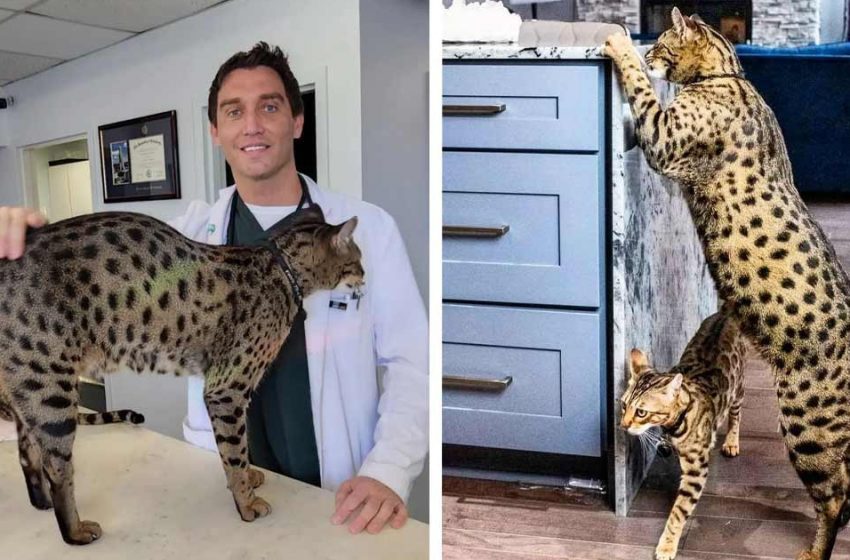  A Savannah cat, Fenrir holds a record of the world’s tallest living domestic cat!