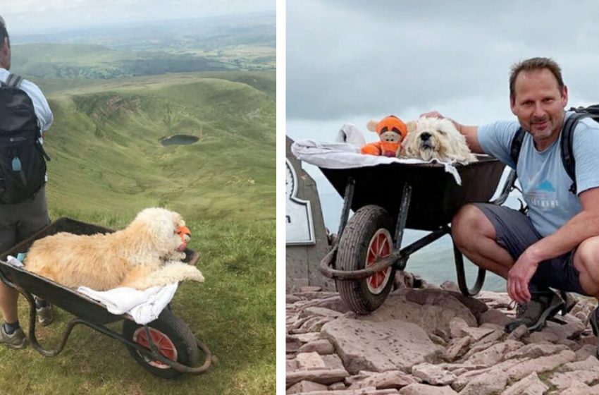  The owner decided to take his terminally ill dog to his favorite hiking spot pushing him in wheelbarrow!