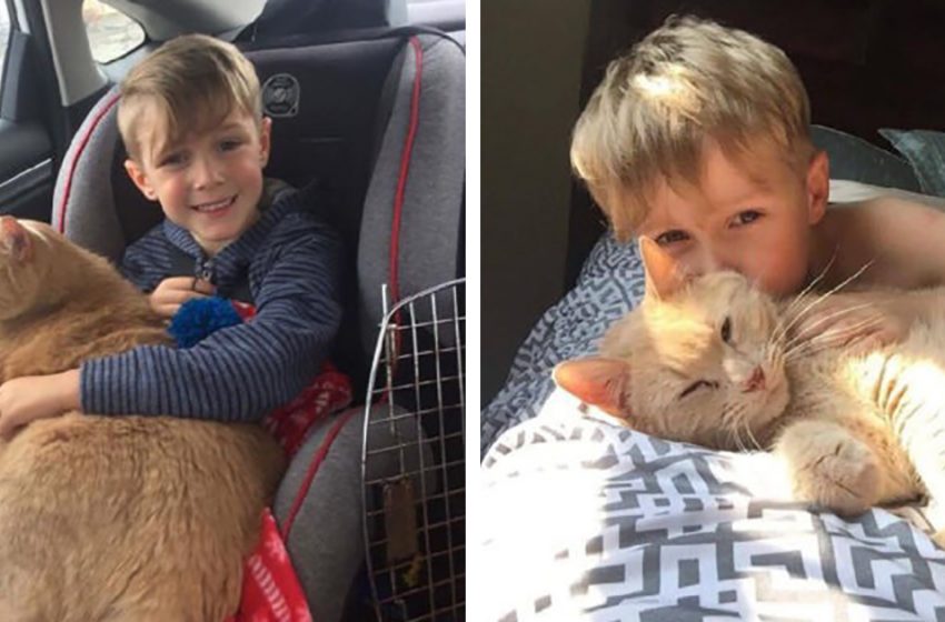  A boy who wanted to keep a pet chose a 10-year-old chubby cat from the shelter!