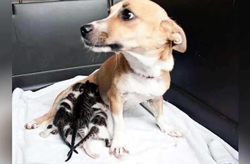 After being separated from her puppies, this dog adopts three orphaned kittens