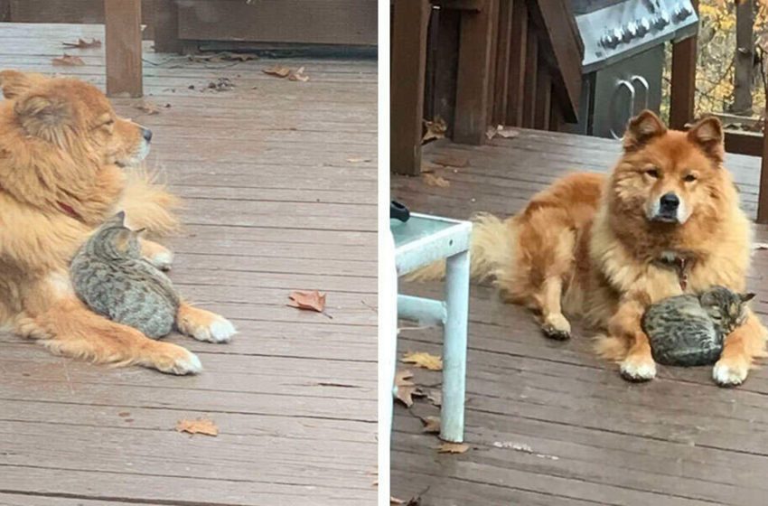  17-year-old dog became a mother for a small lonely kitten!