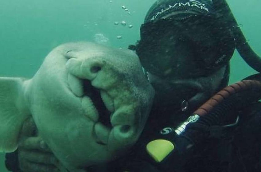  A female Port Jackson shark has been friends with a diver for 7 years!