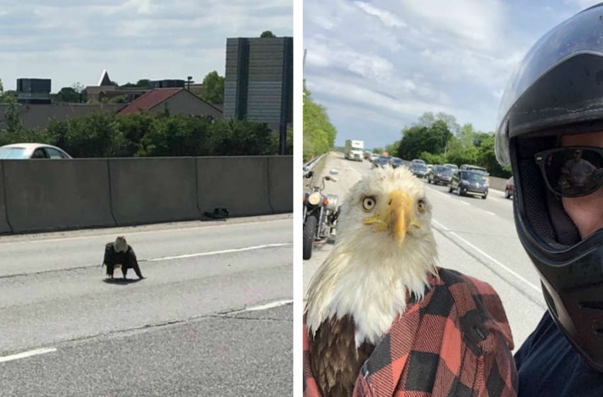  A motorcyclist rescued an injured eagle that ended up in the middle of the road and caused a traffic jam!