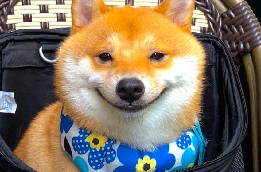  A Shiba Inu is the most smiling and happy dog ​​in the world