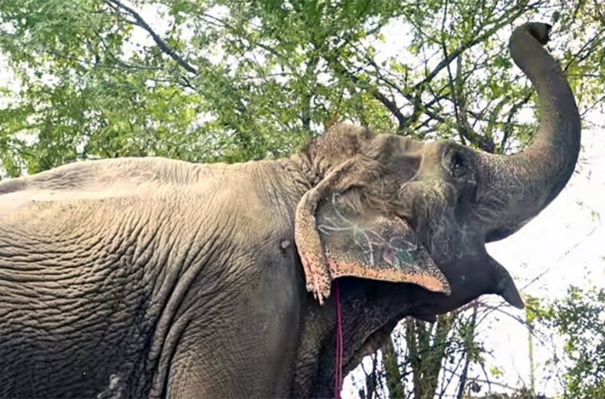  Blind elephant rescued from chained life enjoys her first free walk!