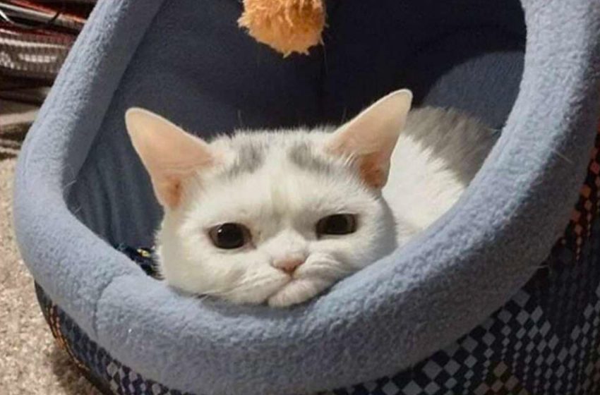  The dwarf cat has become an Internet star because of his sullen “face”