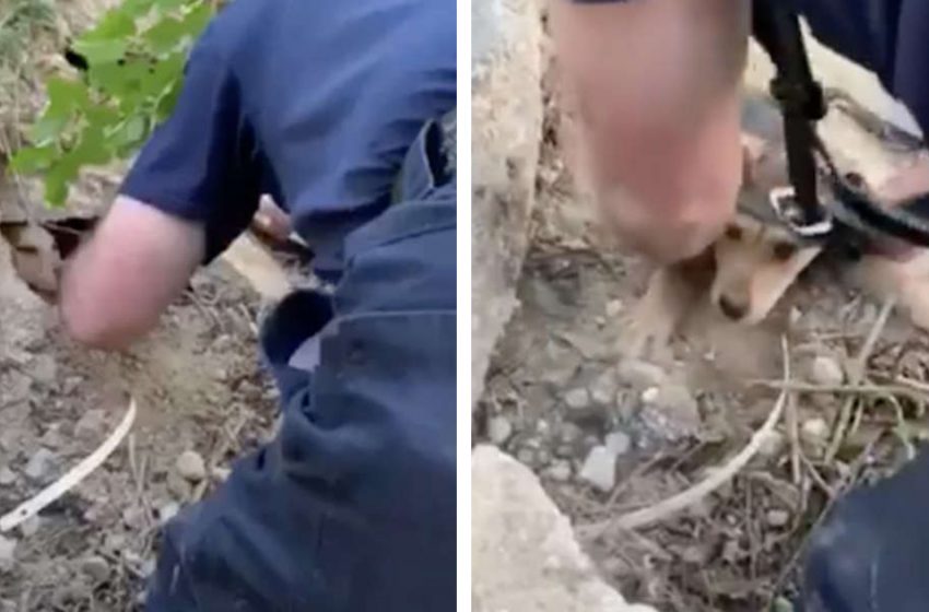  Puppy trapped under the concrete was rescued by a firefighter, who liked the puppy and later decided to adopt him!