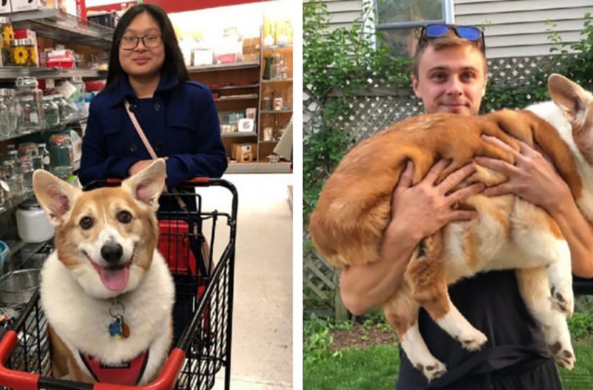  The girl was looking to adopt an ordinary Corgi but received 25 kg of happiness instead