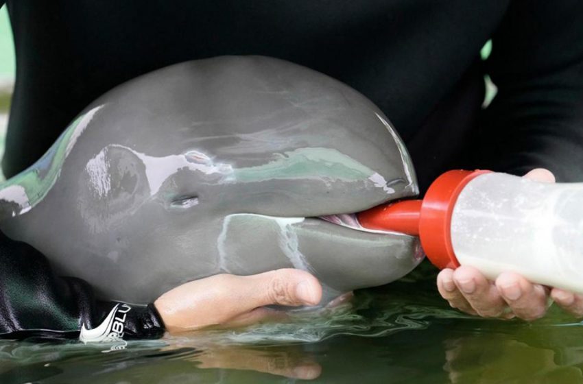  Irrawaddy dying baby dolphin was found and rescued due to tube-feeding!