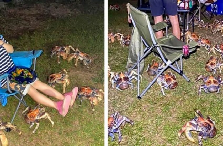  A family picnic in Australia was disrupted by a hoard of giant hungry crabs