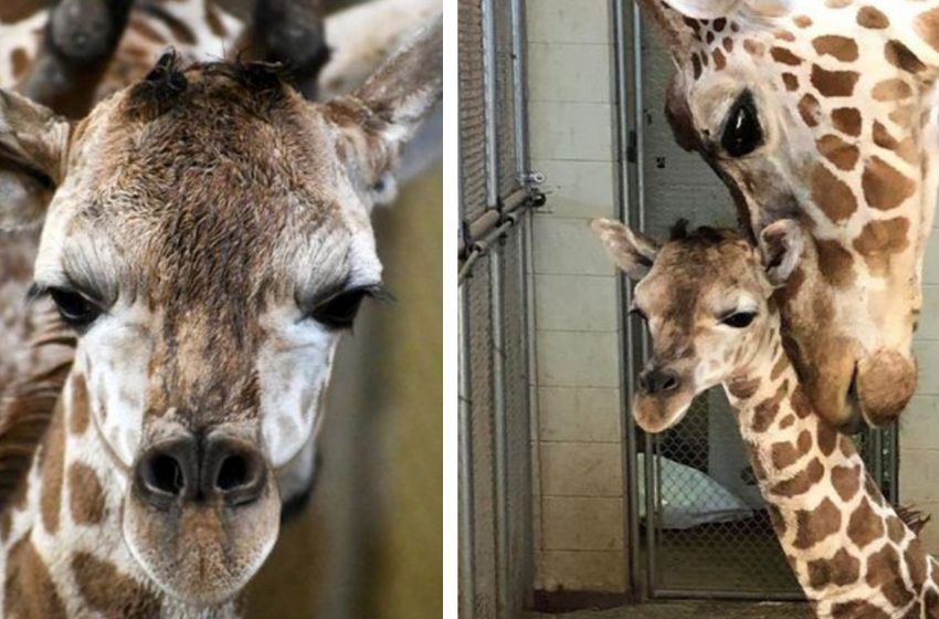  The birth of an endangered reticulated giraffe is a special event for the zoo staff!