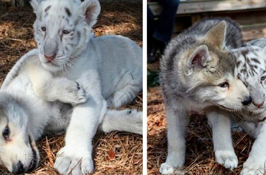  Baby wolf and tiger cubs form an unlikely friendship that melts everyone’s hearts