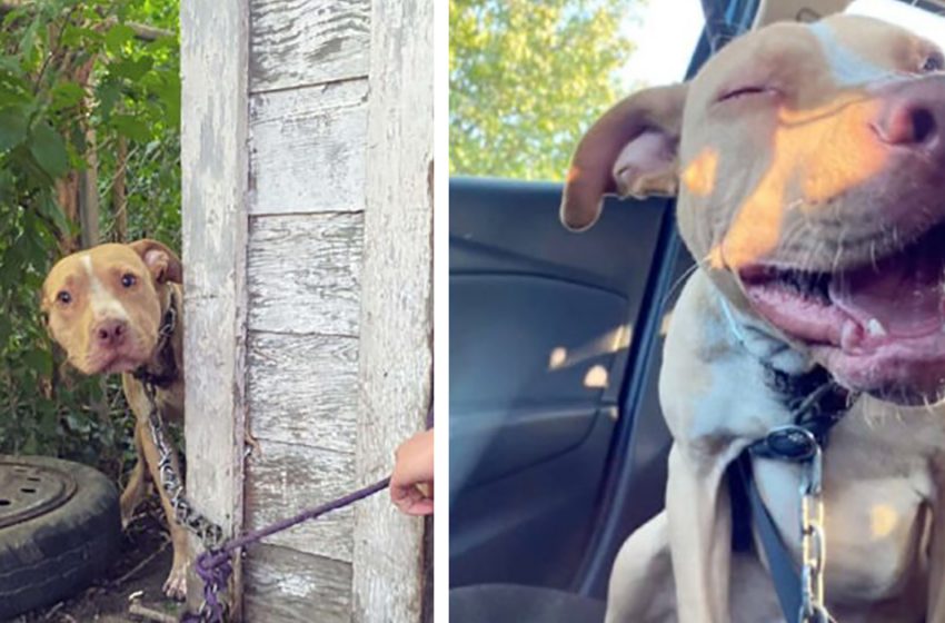  The precious half-breed pit bull chained up in an abandoned backyard for years can’t believe he’s finally being rescued