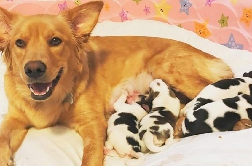  Rosie, a Golden Retriever mix, gives birth to four puppies that look like cows