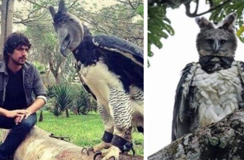  The giant Harpy Eagle looks like a man wearing a costume of a bird