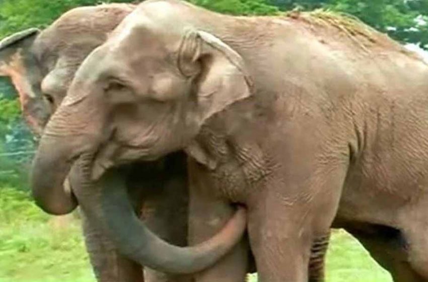  Photographers capture the first reunion of former circus elephants after 22 years apart