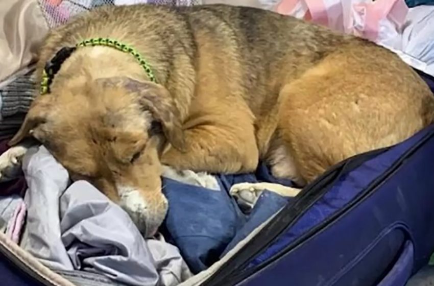  Ukraine dog snuggles in vet’s suitcase beseeching her to stay