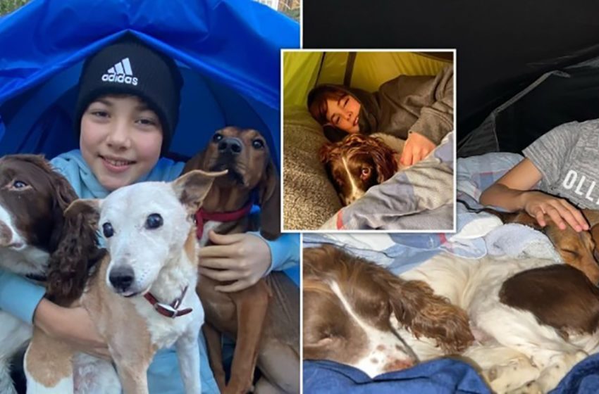  A boy spends 542 nights in a tent to raise £10k for rescue dogs