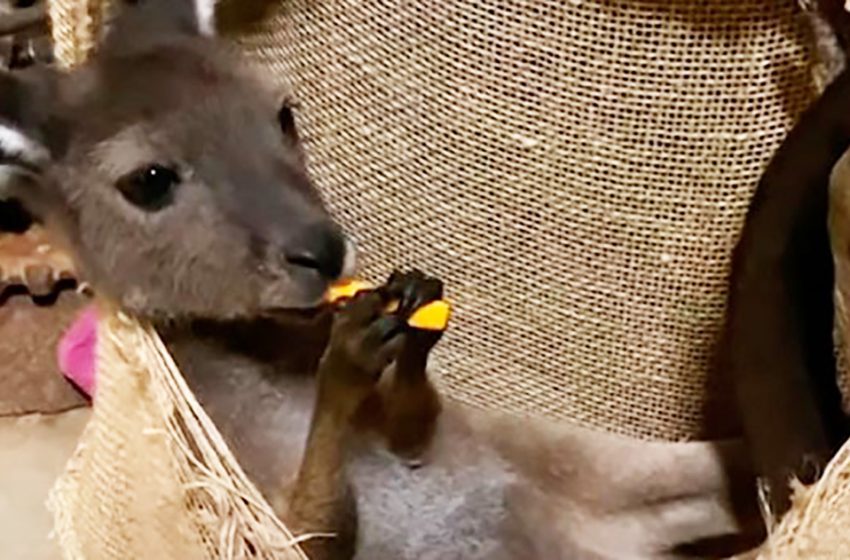  The miniature kangaroo loves being around people and sometimes behaves like a dog