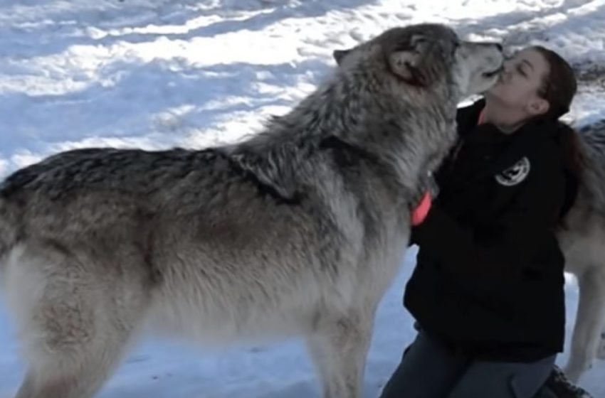  A giant timber wolf was filmed playing with his caretaker, licking her face nonstop