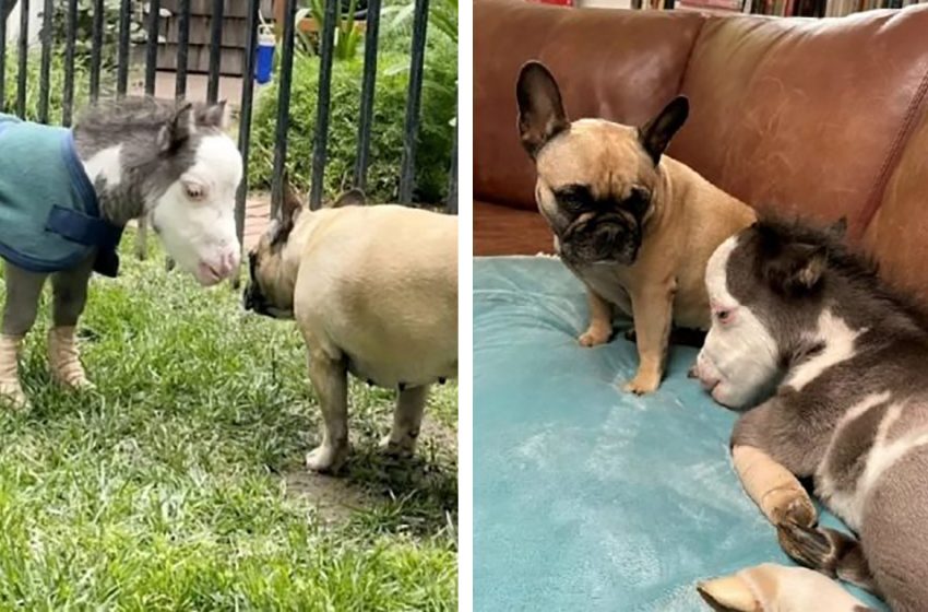  Despite being abandoned, the world’s smallest horse has found a forever home with three dog friends in San Diego