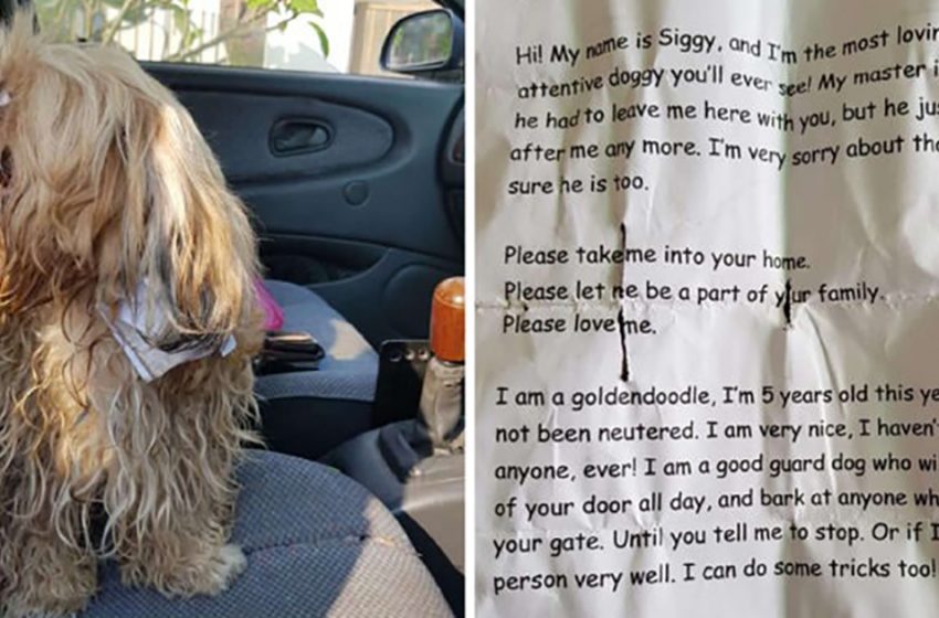  A man rescued a dog and in a note attached to the dog’s neck was a description of his sad story