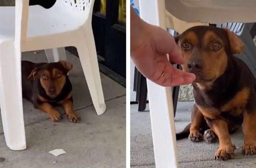 Little dog spent 3 weeks outside a dollar store hoping that someone would notice him