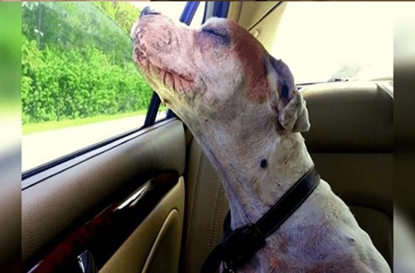  A girl takes her dying dog for one last car ride, and the dog’s face makes her family cry