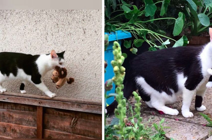  Cat Takes All Her Toys On Little Adventures