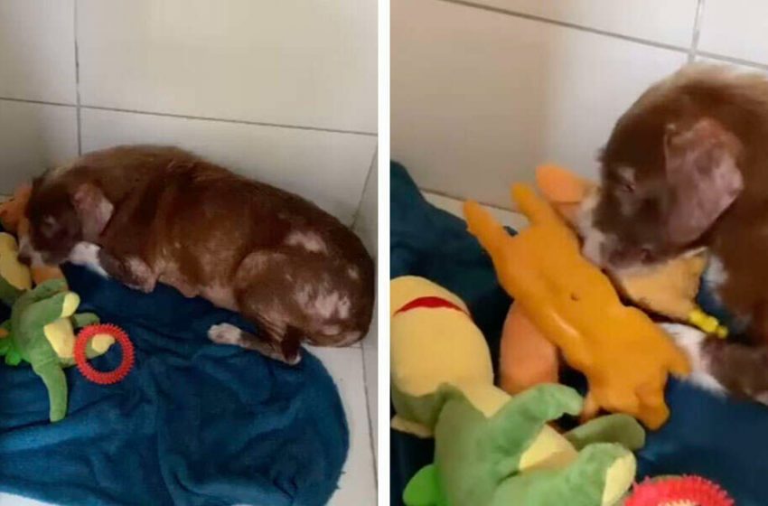  Adorable shelter dog takes care of her toys like they’re her babies