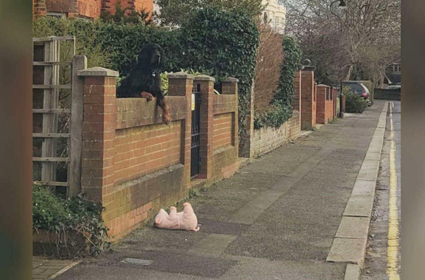  She stops her car to help a dog who dropped his stuffed pig