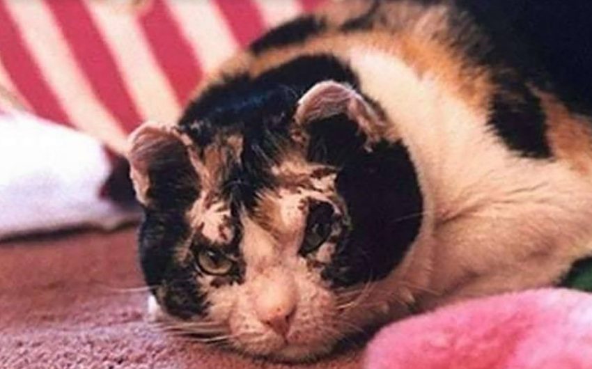  This cat ran into burning building 5 times to save her babies