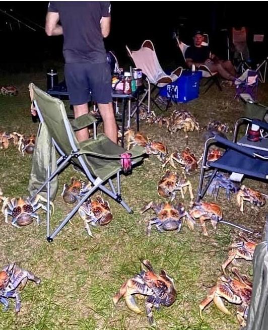 A family picnic in Australia was disrupted by a hoard of giant hungry ...