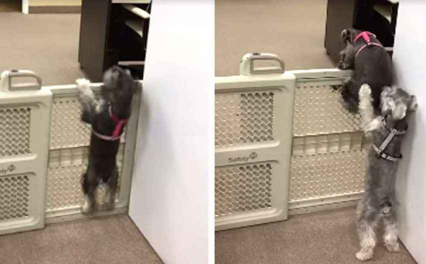  Dog Saw His Sister Trying to Break the Rules and Decided to Help