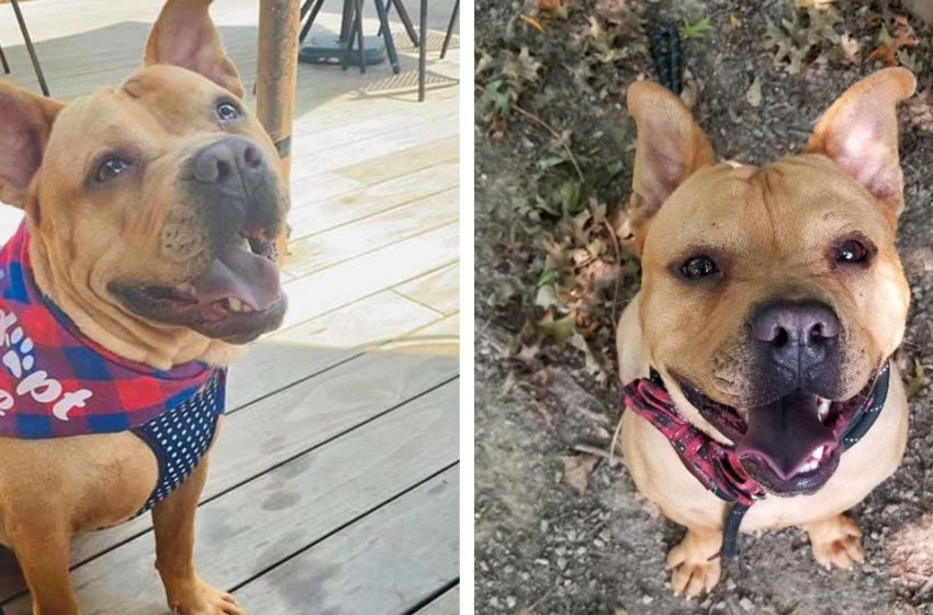  Shelter Dog Gets Excited To Meet His New Family But They Don’t Show Up