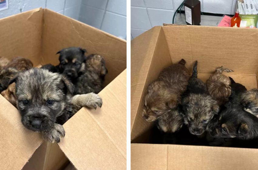  A Kind Stranger Found A Box Full Of Puppies