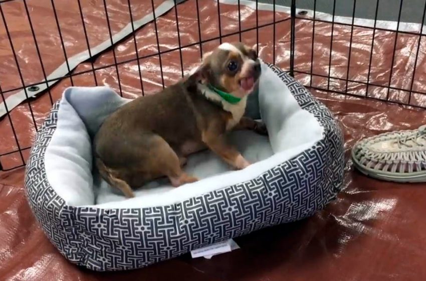  Dog Rescued From A Metal Cage Can’t Believe He Got A Bed