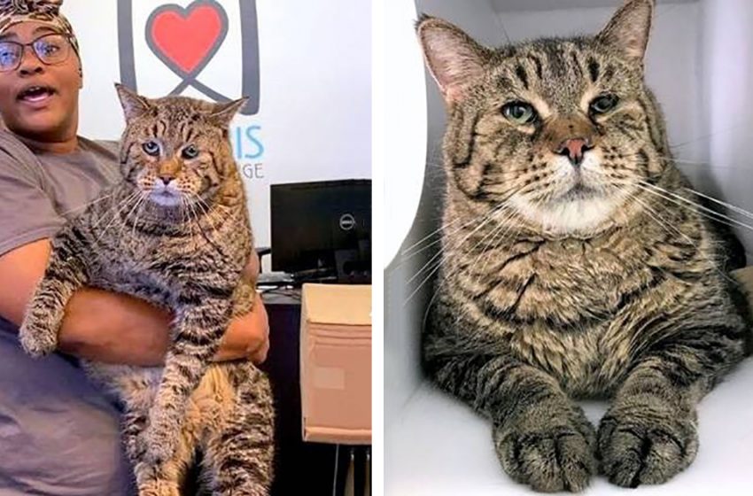  Abandoned Cat Gets Rescued And Goes Viral For His Big Size