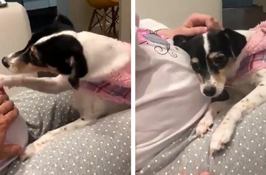  Dog Tries To Hear The Future Baby’s Heartbeat